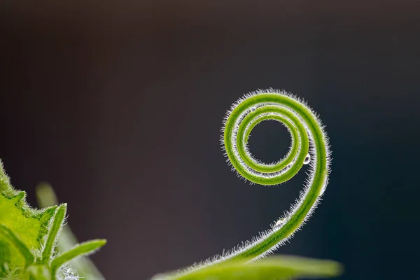 Espiral Calabaza Pico Suave Con Fondo Negro —  Fotos de Stock