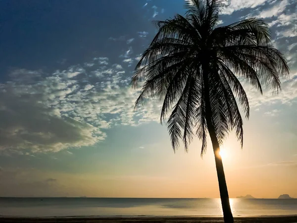 Sahilde dünyanın ortasında hafif bir hindistan cevizi ağacı var. Güzel gün batımı doğal arka plan