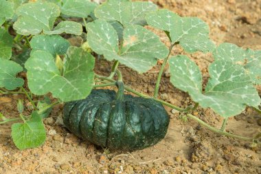 Tayland 'ın balkabağı taştan arka planlı bahçesinde