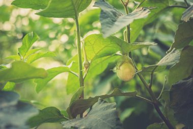 Ağaçtaki organik patlıcanların arka planı bulanıktır.