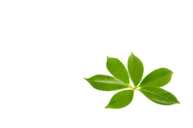 beyaz arkaplanda yeşil yapraklar