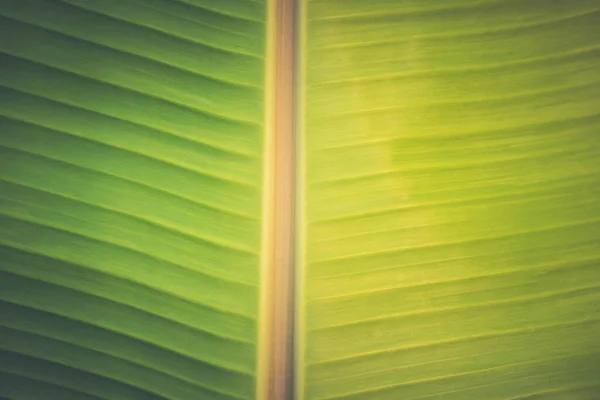 초목에 유기농 바나나 가까이 경관을 배경으로 — 스톡 사진