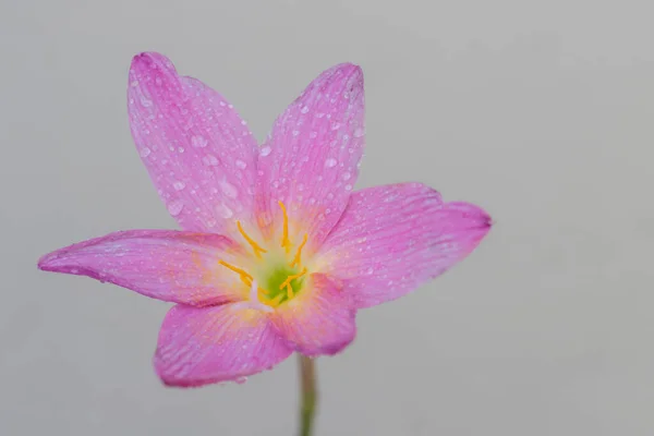 Pembe Zephyranthes Grandiflora Çiçeğinin Yaprakları Boyunca Gri Duvar Arkaplanı Boyunca — Stok fotoğraf