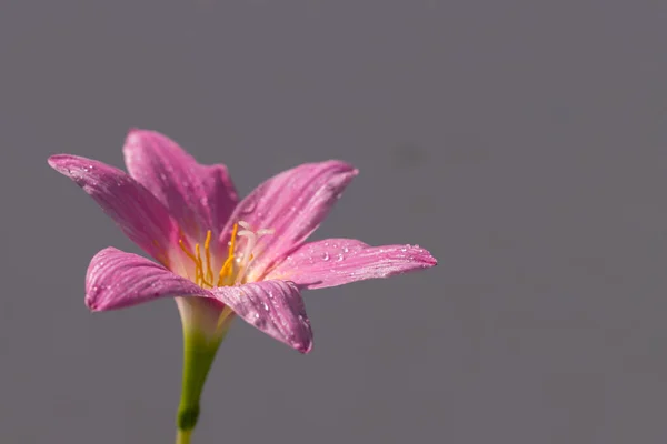Růžový Zephyranthes Grandiflora Květina Kapky Vody Podél Okvětních Lístků Šedou — Stock fotografie