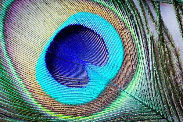 Beautiful Exotic Peacock Feather Texture Background —  Fotos de Stock