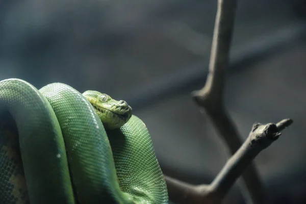 White Lip Pit Viper Putování Pozadí Větve — Stock fotografie