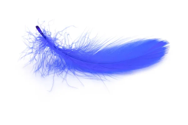 Beautiful Blue Feather White Background — Stock Photo, Image