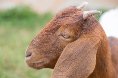 Kahverengi sevimli keçi yeşil arka planlı kameraya bakıyor