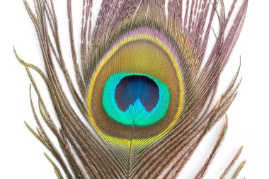 beyaz zemin üzerine güzel bir tavus kuşu tüyü