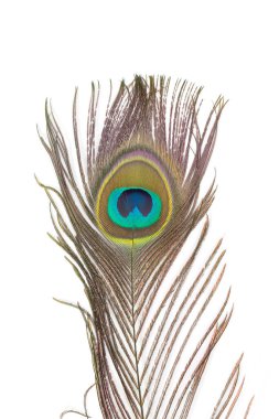 beyaz zemin üzerine güzel bir tavus kuşu tüyü