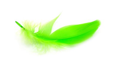 Beautiful green feather on white background
