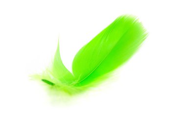 Beyaz arkaplanda güzel yeşil tüy