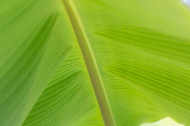 Ağaçtaki organik yeşil muz yapraklarını kapatın.