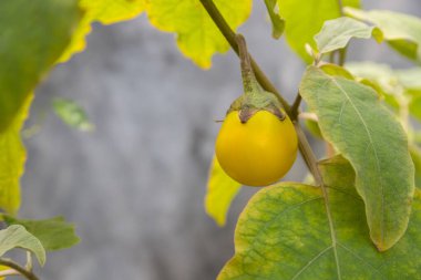 Bahçedeki ağacın dalında sarı patlıcan