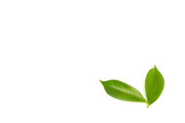 beyaz arkaplanda yeşil yapraklar