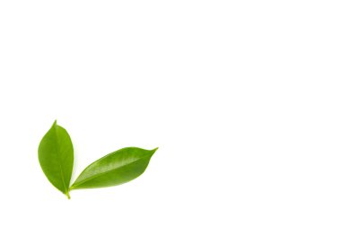 beyaz arkaplanda yeşil yapraklar