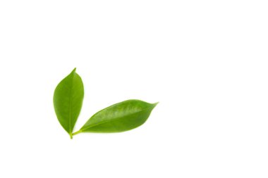 beyaz arkaplanda yeşil yapraklar