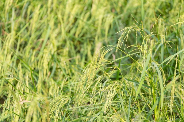 Yeşil pirinç organik bitki, doğa arka planında.