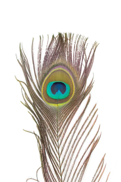 beyaz zemin üzerine güzel bir tavus kuşu tüyü