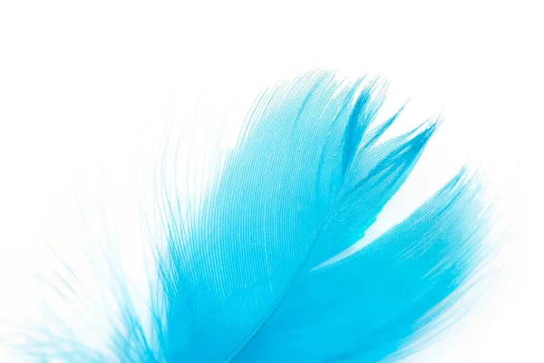 Hermosa Pluma Azul Sobre Fondo Blanco — Foto de Stock