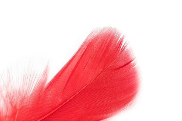 Beautiful Red Feather White Background — Fotografia de Stock