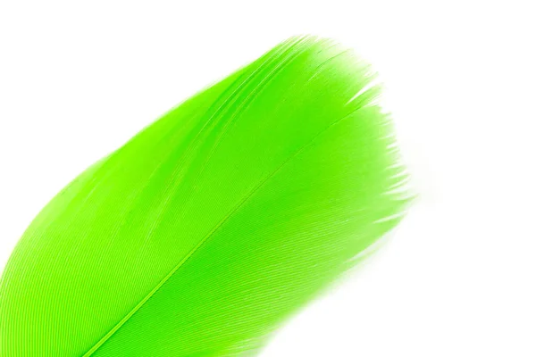 Beautiful Green Feather White Background — Stock Photo, Image