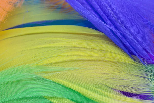 Many Colorful Feather Texture Background — Fotografia de Stock