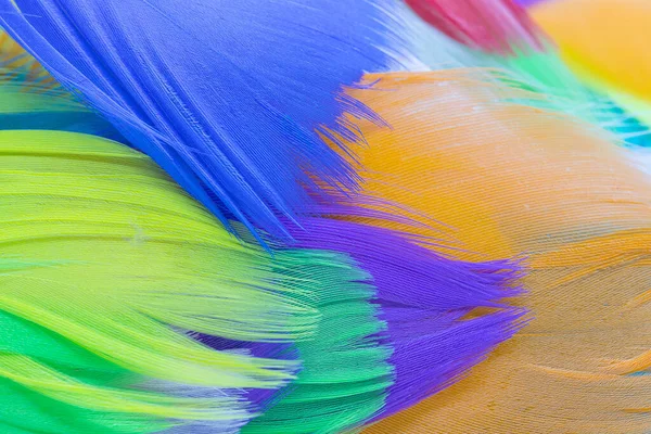 Many colorful feather texture background