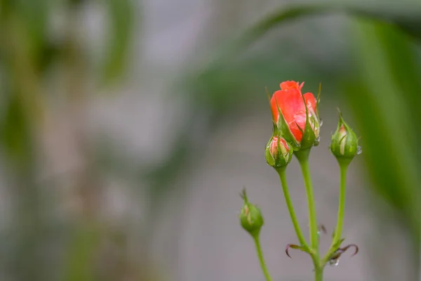 Orange Roses Beginning Bloom Water Drops Nature Background — Foto de Stock