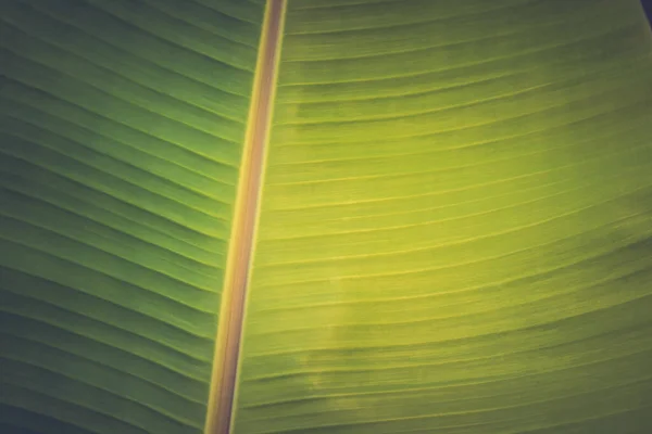 초목에 유기농 바나나 가까이 경관을 배경으로 — 스톡 사진