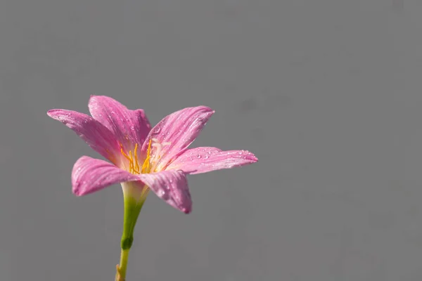 粉红的紫苏花在花瓣上有水滴 花瓣的背景是灰色的 — 图库照片