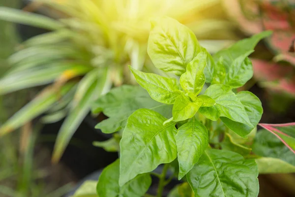 Bahçe arka planında organik biberlerin yeşil yaprakları