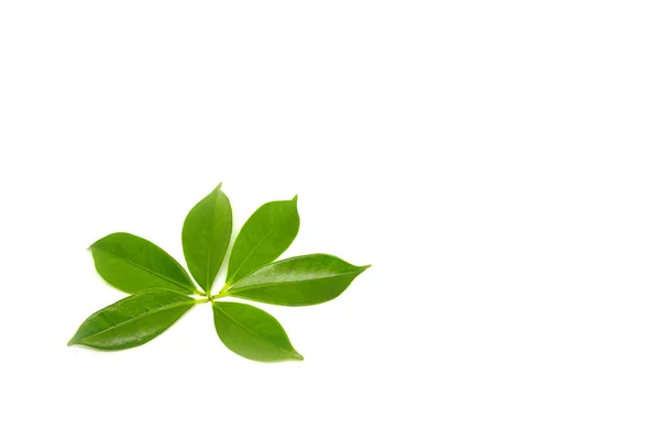 Groene Bladeren Een Witte Achtergrond — Stockfoto