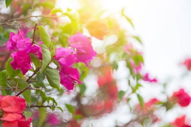 blooming bougainvillea flowers natural background