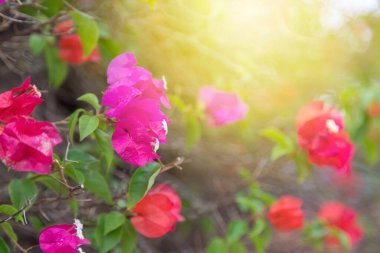 Çiçek açan begonviller, doğal arka plan.