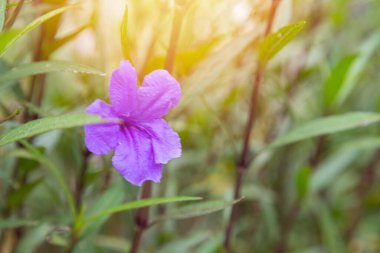 Ruellia Tüberosa 'nın doğal bahçesinde açması çok güzel.