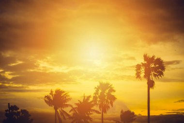 Güneş battığında hindistan cevizi ağaçları