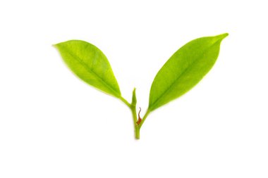 Beyaz arka planda Kore banyan yaprakları