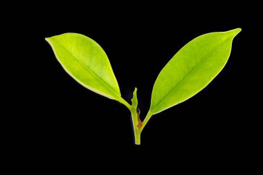 Beyaz arka planda Kore banyan yaprakları