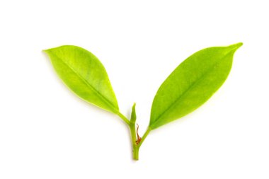 Beyaz arka planda Kore banyan yaprakları