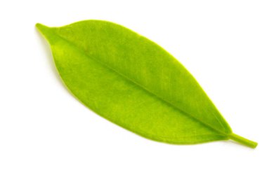 Beyaz arka planda Kore banyan yaprakları