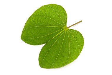 Bauhinia purpurea beyaz arkaplanda yalıtılmış bırakır