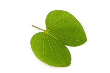 Bauhinia purpurea beyaz arkaplanda yalıtılmış bırakır