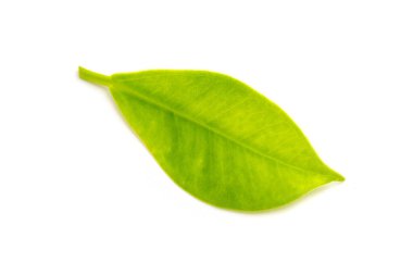 Beyaz arka planda Kore banyan yaprakları