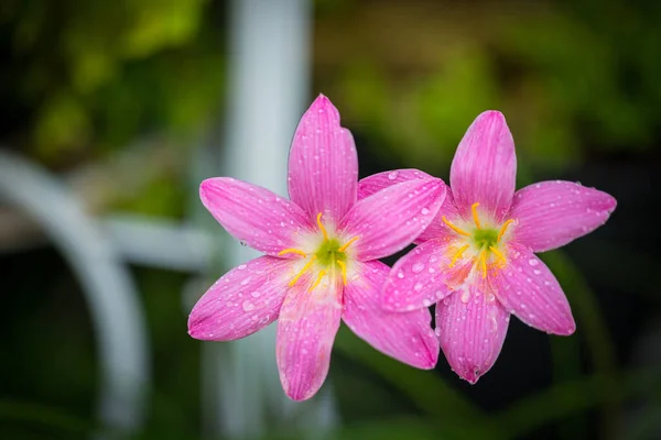 ピンクのゼフラン科の花は花弁に沿って黒い背景の水滴を持っています — ストック写真