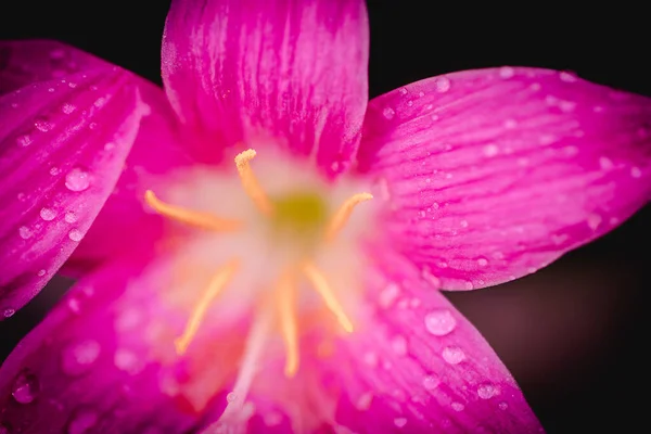 粉红色的紫苏花 花瓣上有水滴 背景是黑色的 — 图库照片