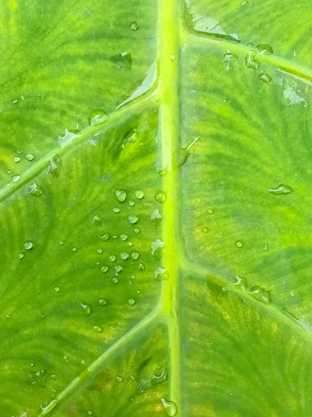 Νωπά Πράσινα Φύλλα Νερό Σταγόνες Φυσικό Υπόβαθρο — Φωτογραφία Αρχείου