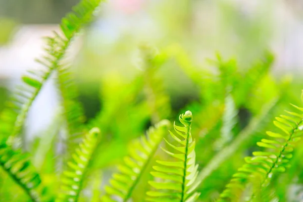 Paprocie Liście Zielone Naturalne Tło — Zdjęcie stockowe