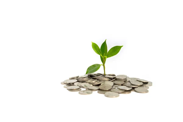 Financial Business Growth Tree Coin Concept White Background — Foto de Stock