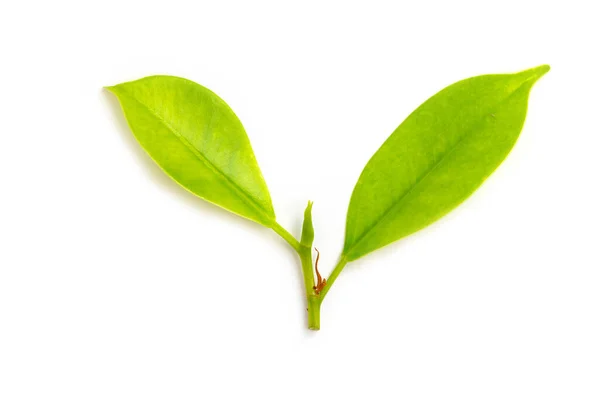 Leaves Korean Banyan White Background — Φωτογραφία Αρχείου